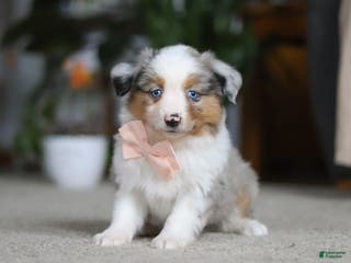 Miniature Australian Shepherd dogs Mia - Ad 23