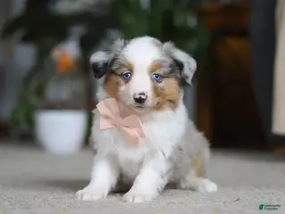 Miniature Australian Shepherd dogs Mia - Ad 40
