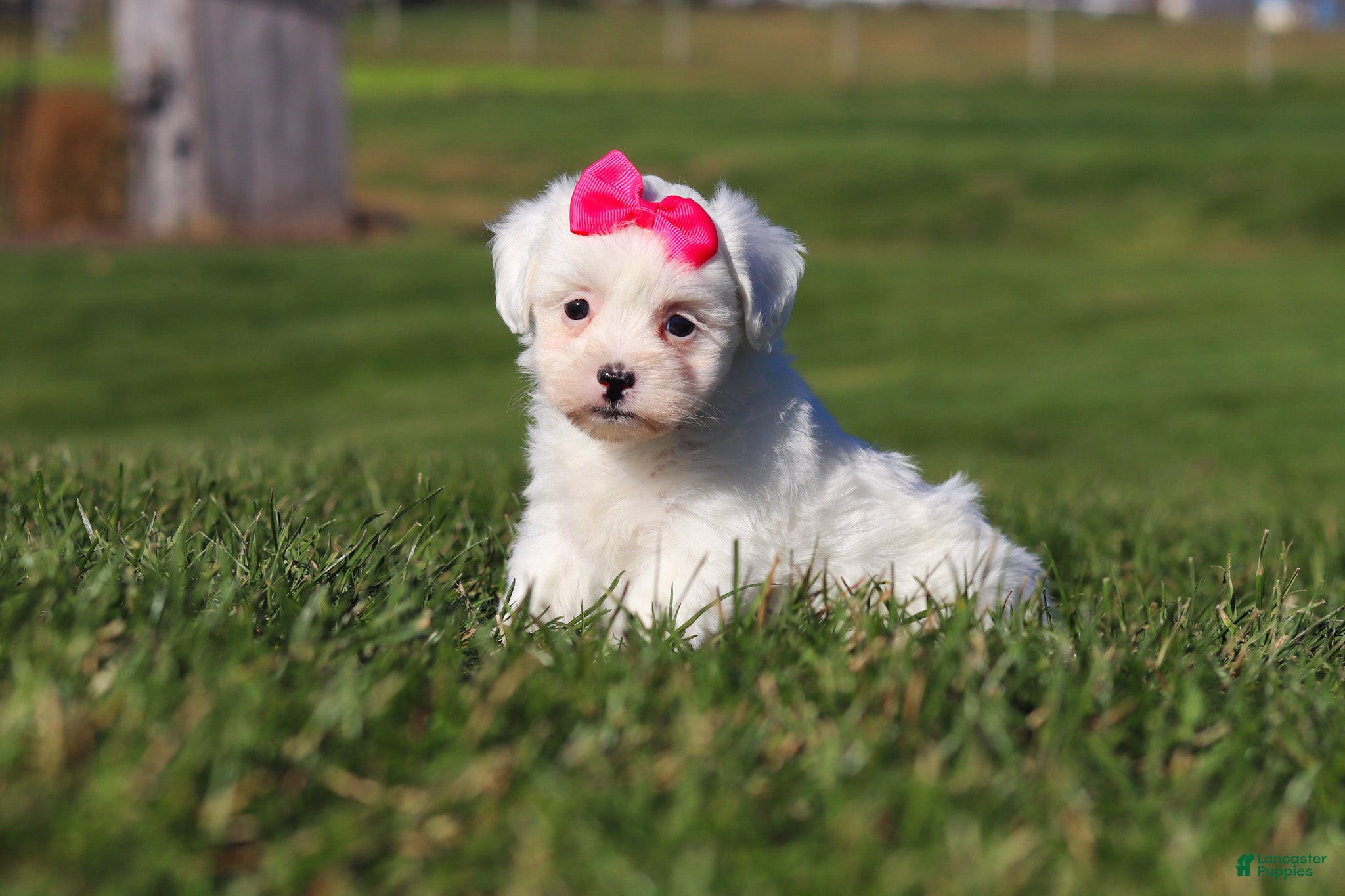 Shihpoo dogs Lily - Ad 13