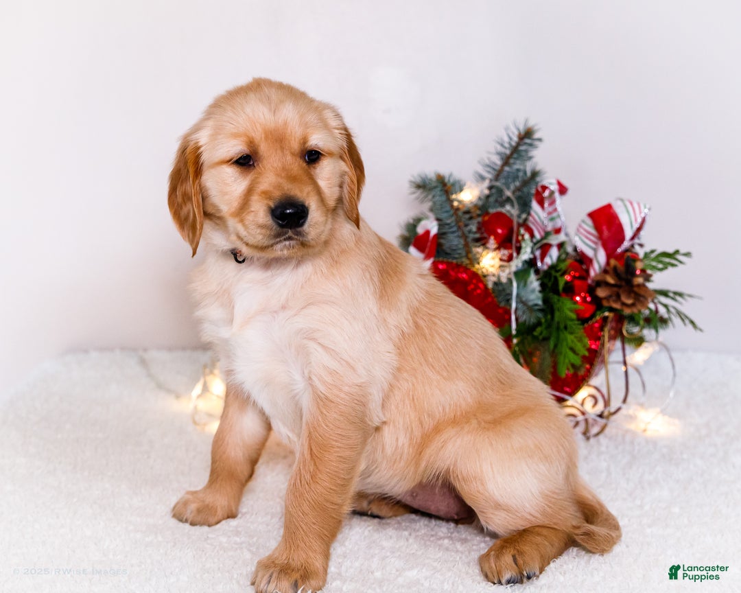 Golden Retriever dogs for sale: Jenny - Ad 7