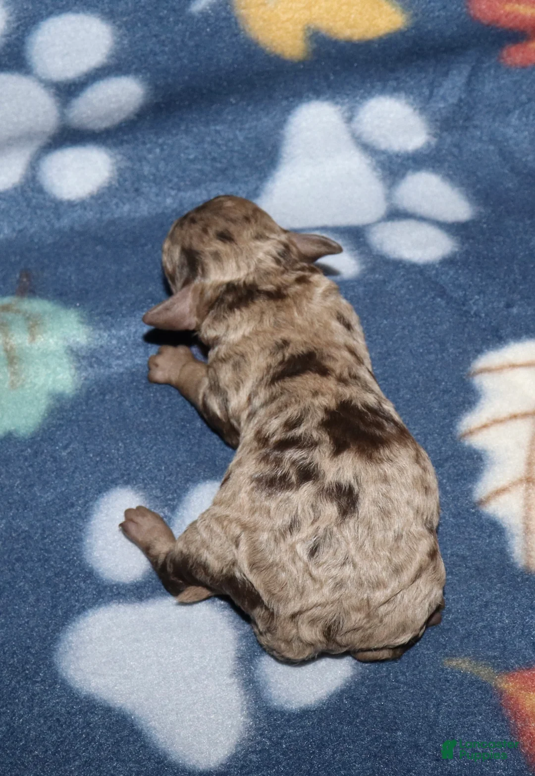 Toy Poodle dogs for sale: Summer’s brown merle male - Ad 2