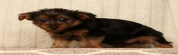 Yorkshire Terrier dogs for sale: Lucky - Ad 9