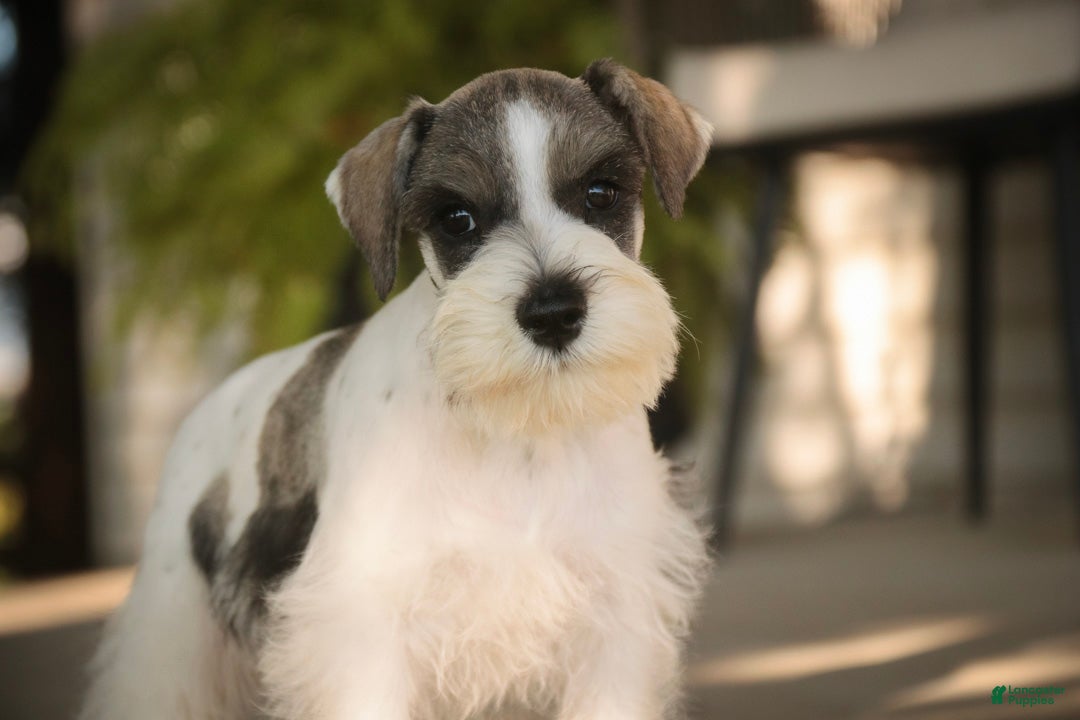 Miniature Schnauzer dogs for sale: Beauregard Miniature Schnauzer - Ad 2
