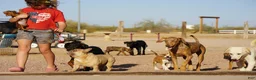 Mixed Breed dogs for sale: Doberdane Tan/Wht M - Ad 5