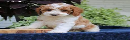 Cavapoo dogs for sale: Bailey  - Ad 4