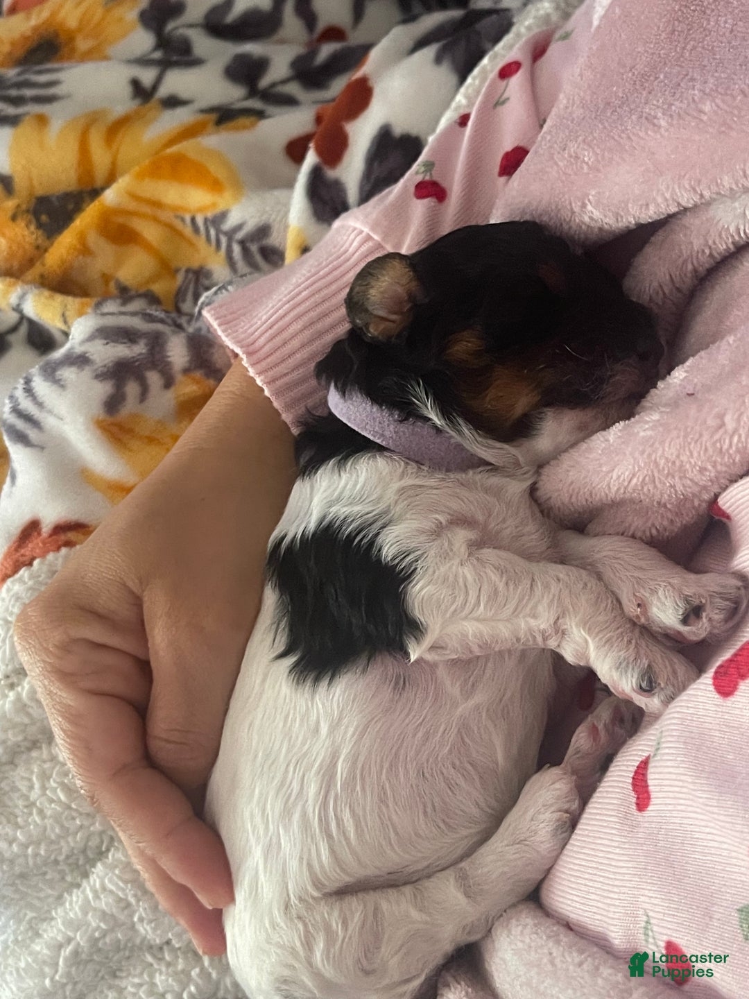 Mini Sheepadoodle dogs for sale: Black-Onyx - Ad 18