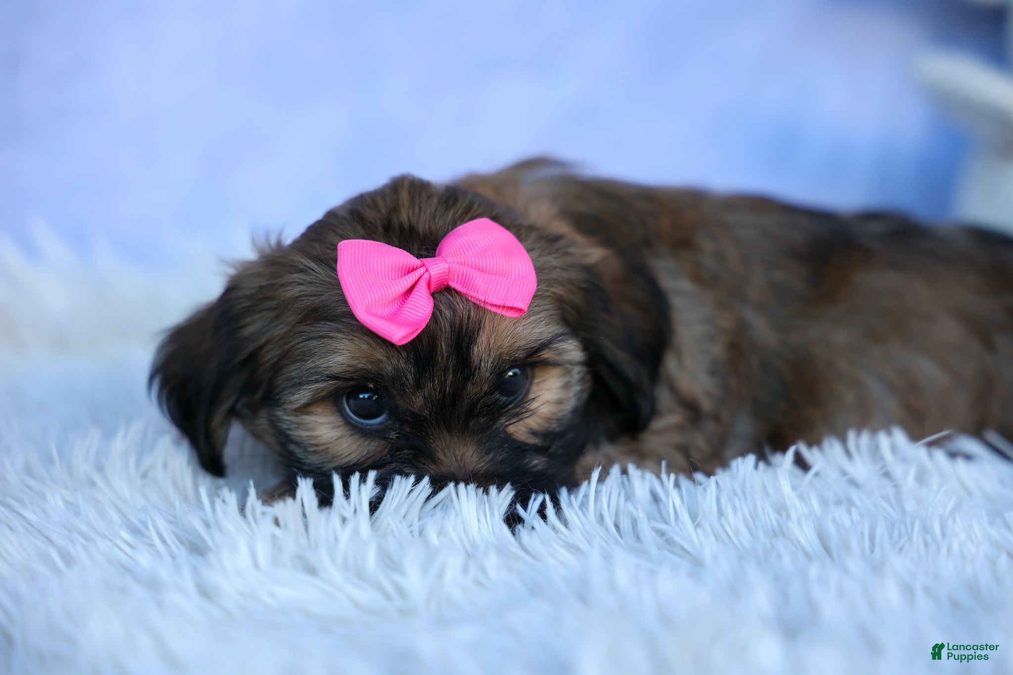 Shorkie dogs SADIE - Ad 2