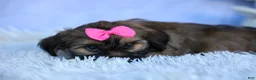 Shorkie dogs for sale: SADIE - Ad 2
