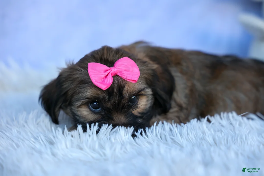 Shorkie dogs for sale: SADIE - Ad 2