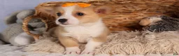 Welsh Corgi Pembroke dogs for sale: Carter  - Ad 9