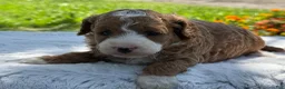 Mini Goldendoodle dogs for sale: Gwendolyn - Ad 7