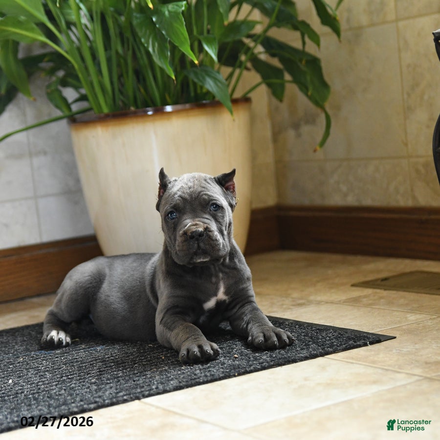 Cane Corso dogs Yancy - Ad 1