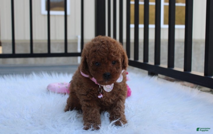 Toy Poodle dogs McKenna  - Ad 2