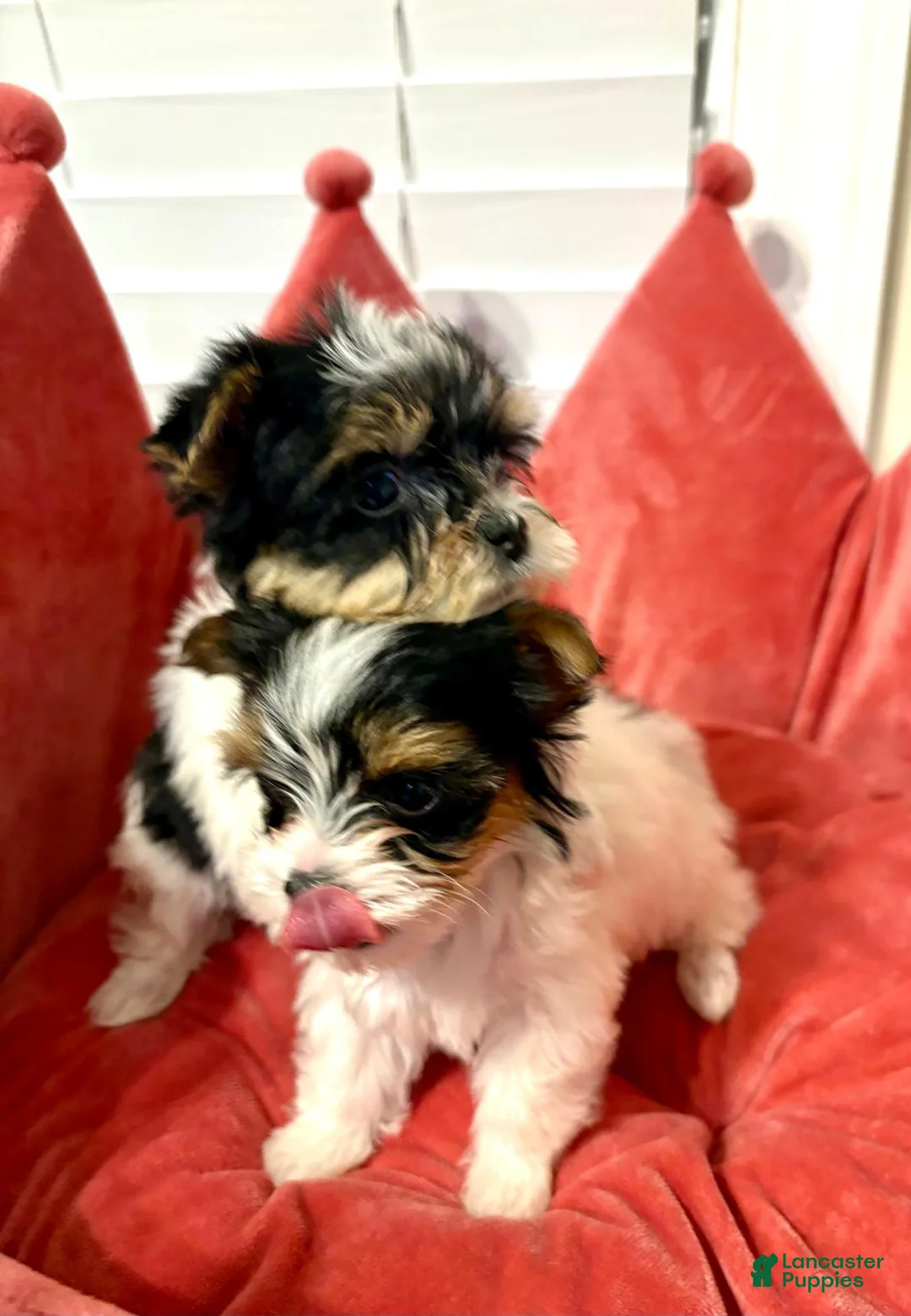 Biewer Terrier dogs for sale: Biewer Terrier 1 - Ad 2