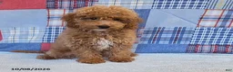 Mini Goldendoodle dogs for sale: Tiffany - Ad 4