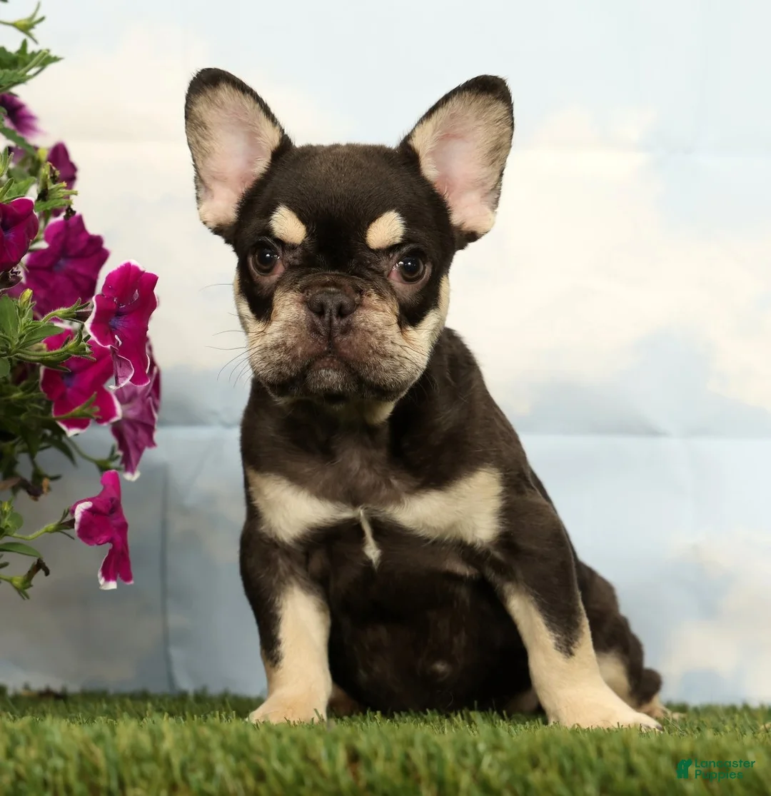 French Bulldog dogs for sale: Marshall - Ad 2