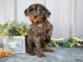 Cavapoo dogs - Ad 15