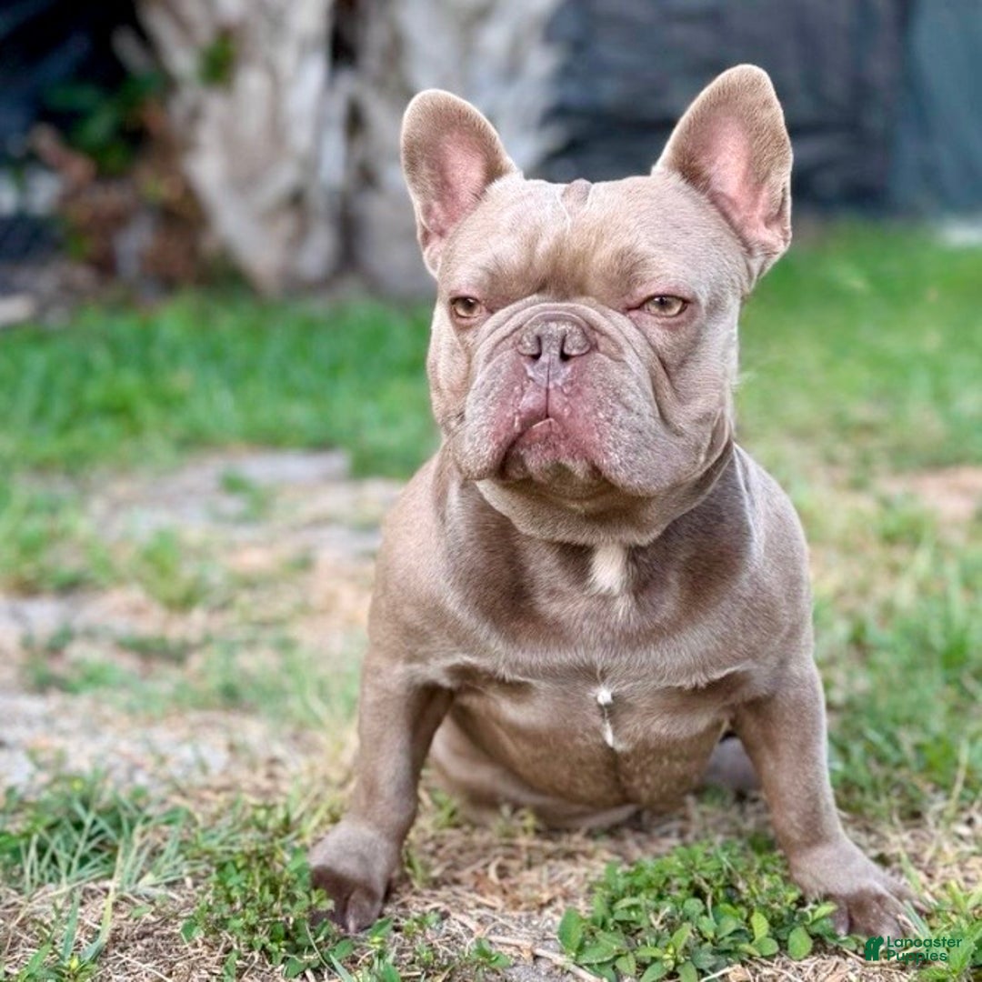 French Bulldog dogs for sale: Enzo - Ad 7