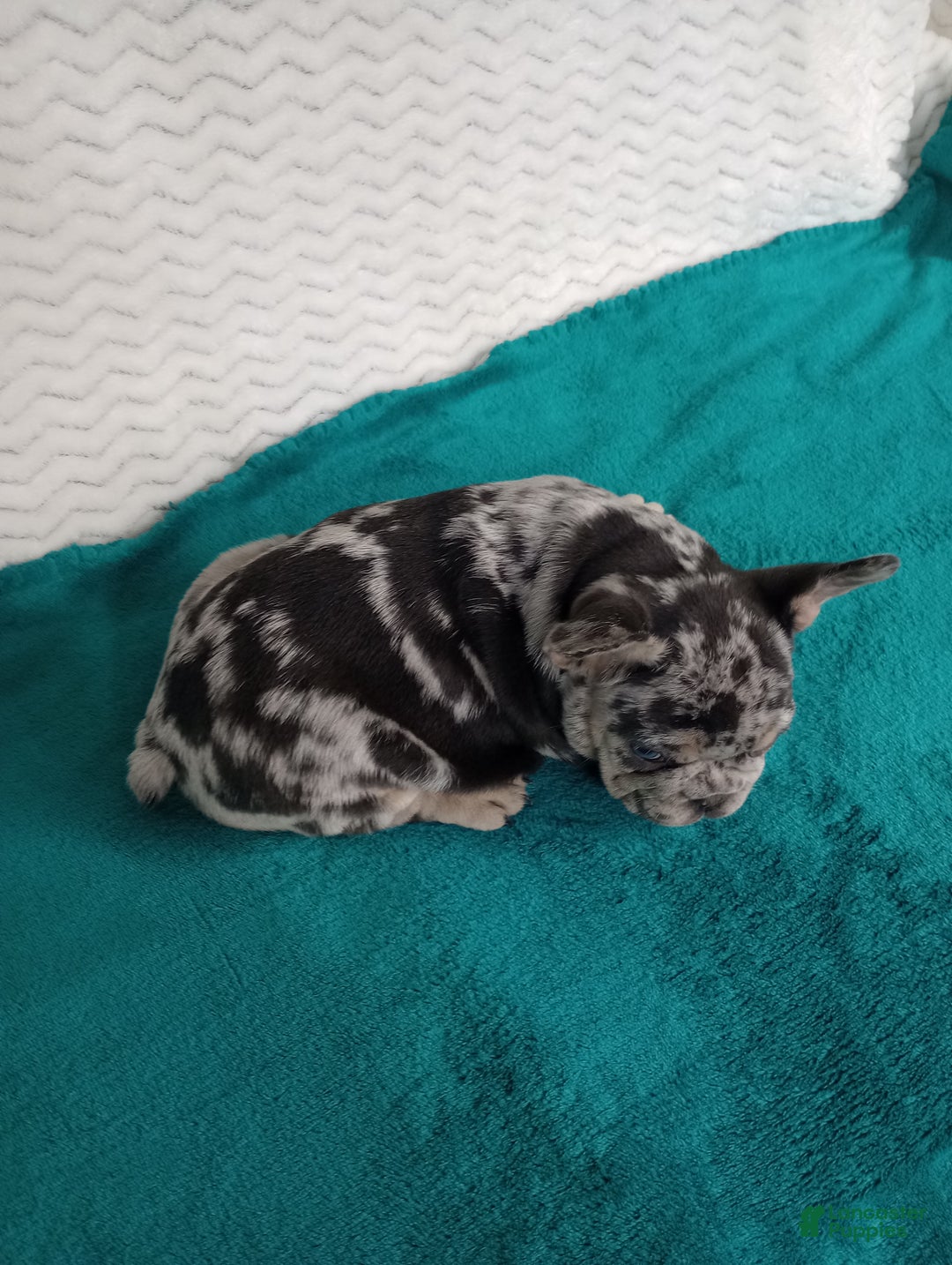 French Bulldog dogs for sale: Hudson  - Ad 3