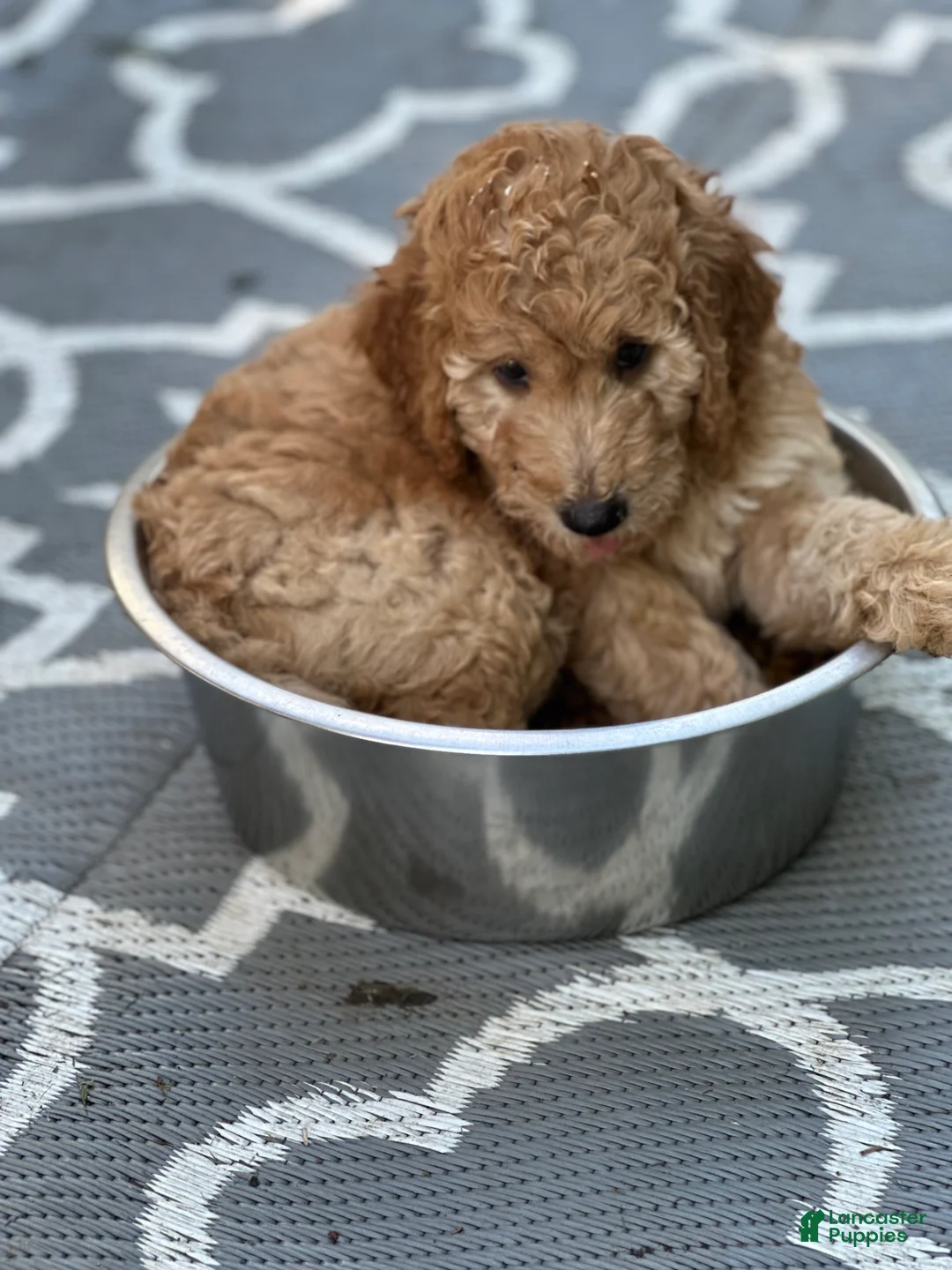 Irish Doodle dogs for sale: Duke  - Ad 2