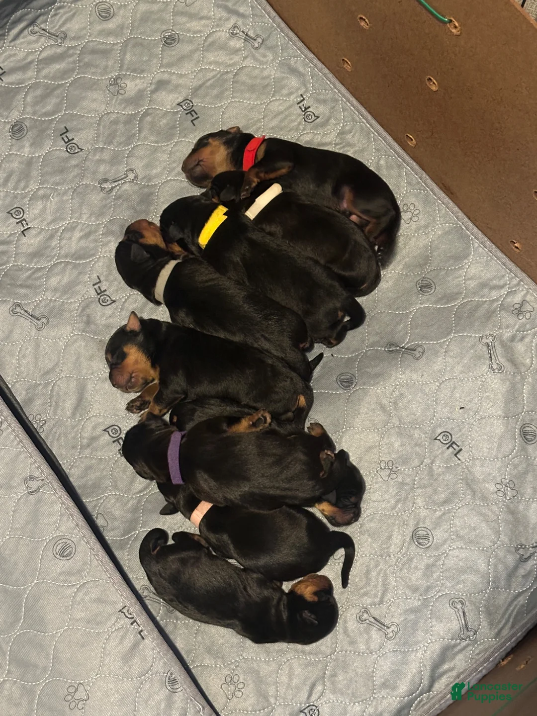 Rottweiler dogs for sale: Skyla  - Ad 1