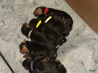 Rottweiler dogs Skyla - Ad 20