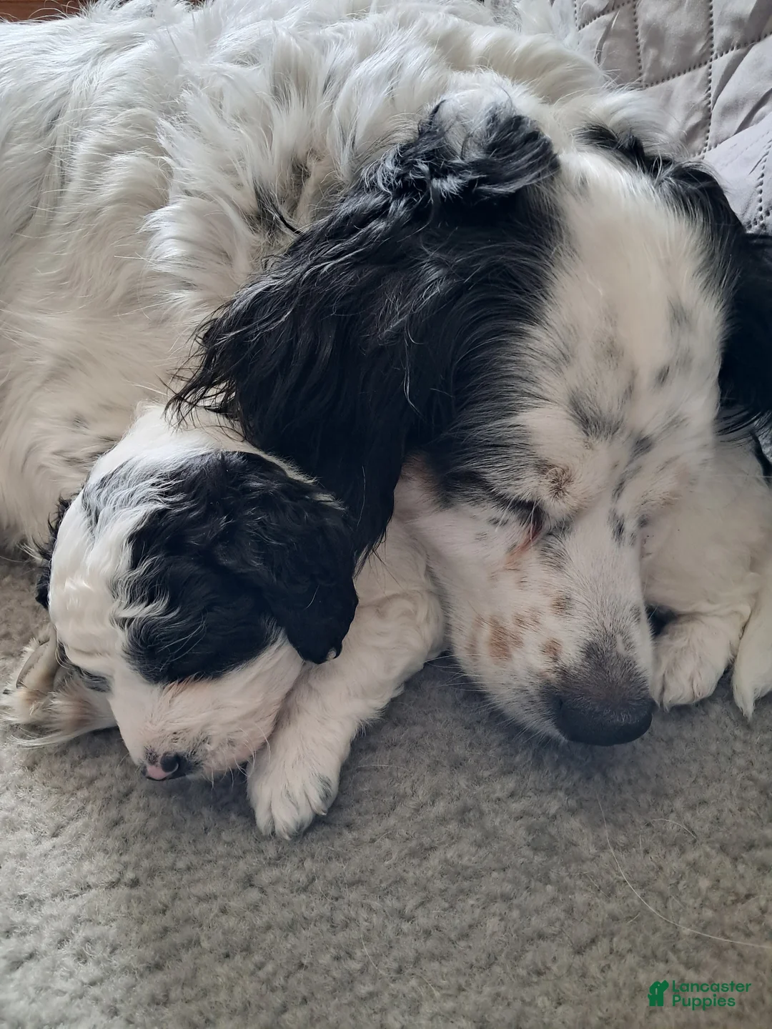 Double Doodle dogs for sale: Evie - Ad 2