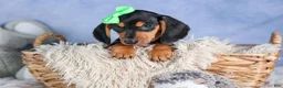 Miniature Dachshund dogs for sale: 🐾 MEET VARGO 🐶❤️ - Ad 1