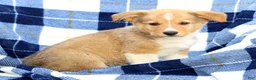 Welsh Corgi Pembroke dogs for sale: Finnigan - Ad 4