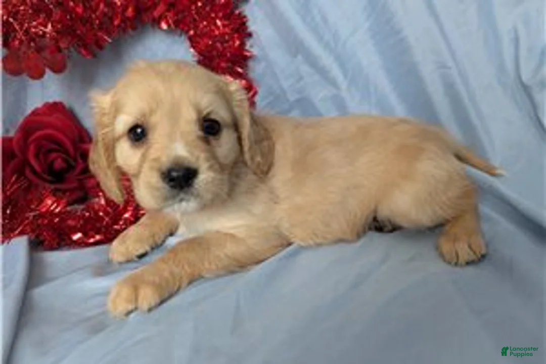 Mixed Breed dogs for sale: Bailey - Ad 7