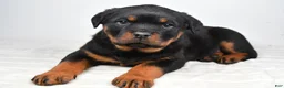 Rottweiler dogs for sale: Peggy - Ad 6