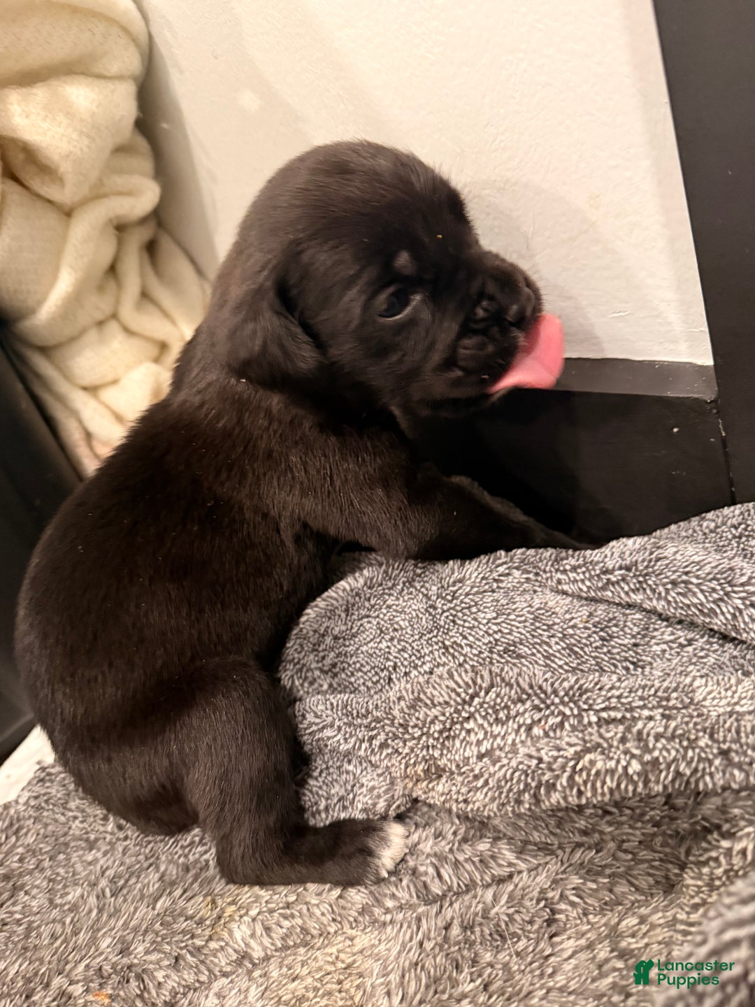 Cane Corso dogs for sale: Thanos (Gray) - Ad 7