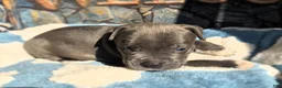 American Bully dogs for sale: "DMX" BLUE NOSE / BLUE EYES - Ad 5