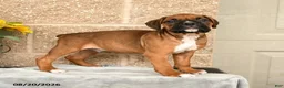 Boxer dogs for sale: Bruno - Ad 1