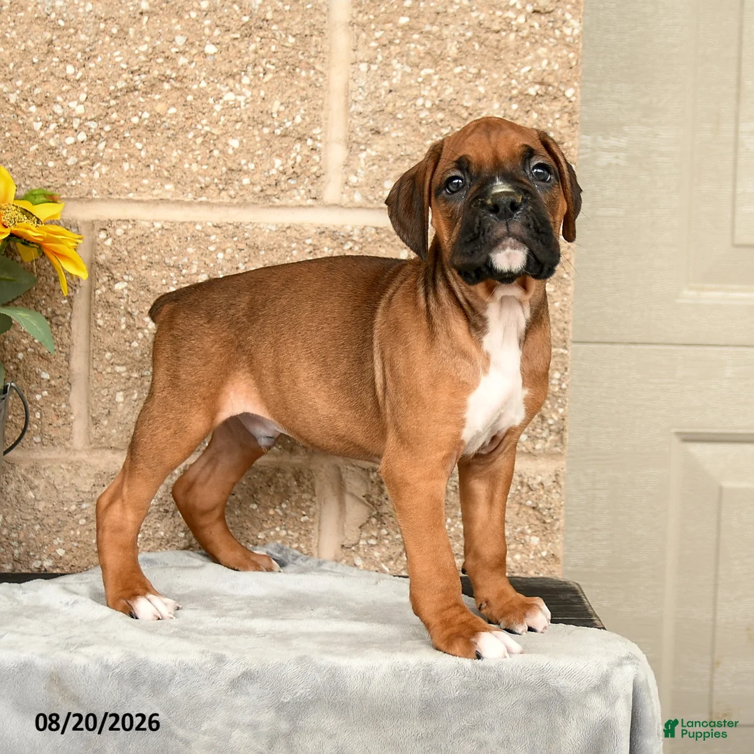 Boxer dogs for sale: Bruno - Ad 1