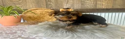 Yorkshire Terrier dogs for sale: Tiana - Ad 3