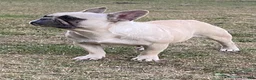 French Bulldog dogs for sale: Lilyy - Ad 9