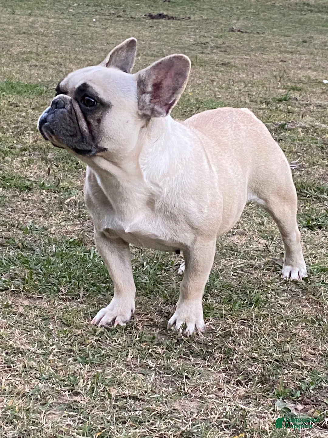 French Bulldog dogs for sale: Lilyy - Ad 9