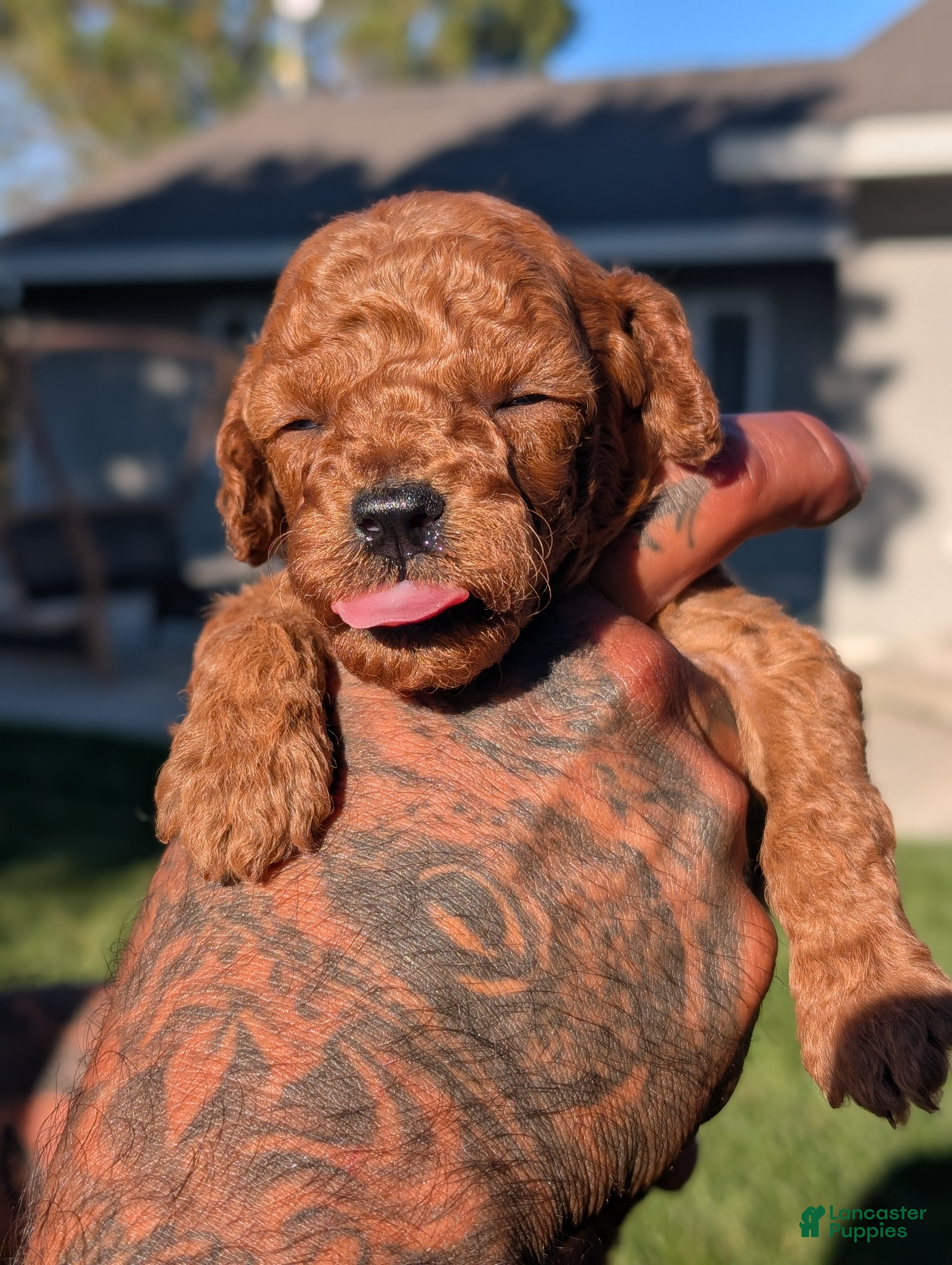 Mini Goldendoodle dogs CHAI - Ad 2