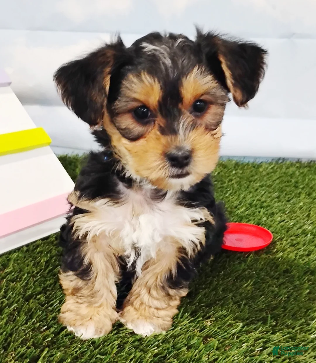 Yochon dogs for sale: Elliott - Ad 2