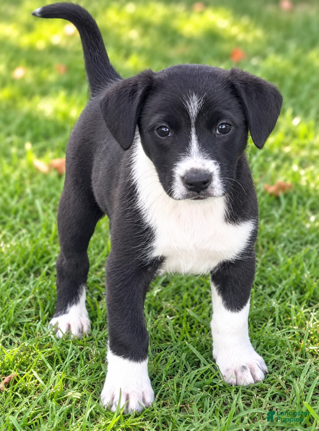 Mixed Breed dogs for sale: Betsey $195 - Ad 1