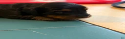 Miniature Dachshund dogs for sale: Miniature Dachshund 1 - Ad 23