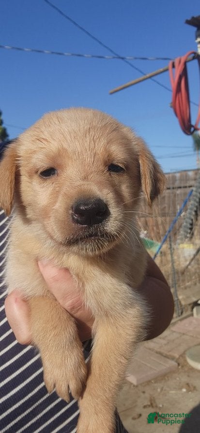 Golden Shepherd dogs for sale: Oreo - Ad 2