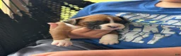 Boxer dogs for sale: Poppy - Ad 7