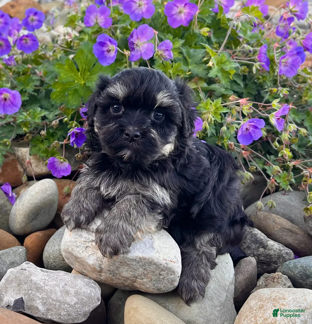 Havanese dogs for sale: Diego - Ad 3