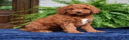 Mini Goldendoodle dogs for sale: Henry  - Ad 3