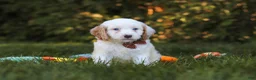 Cavapoo dogs for sale: Irving  - Ad 1