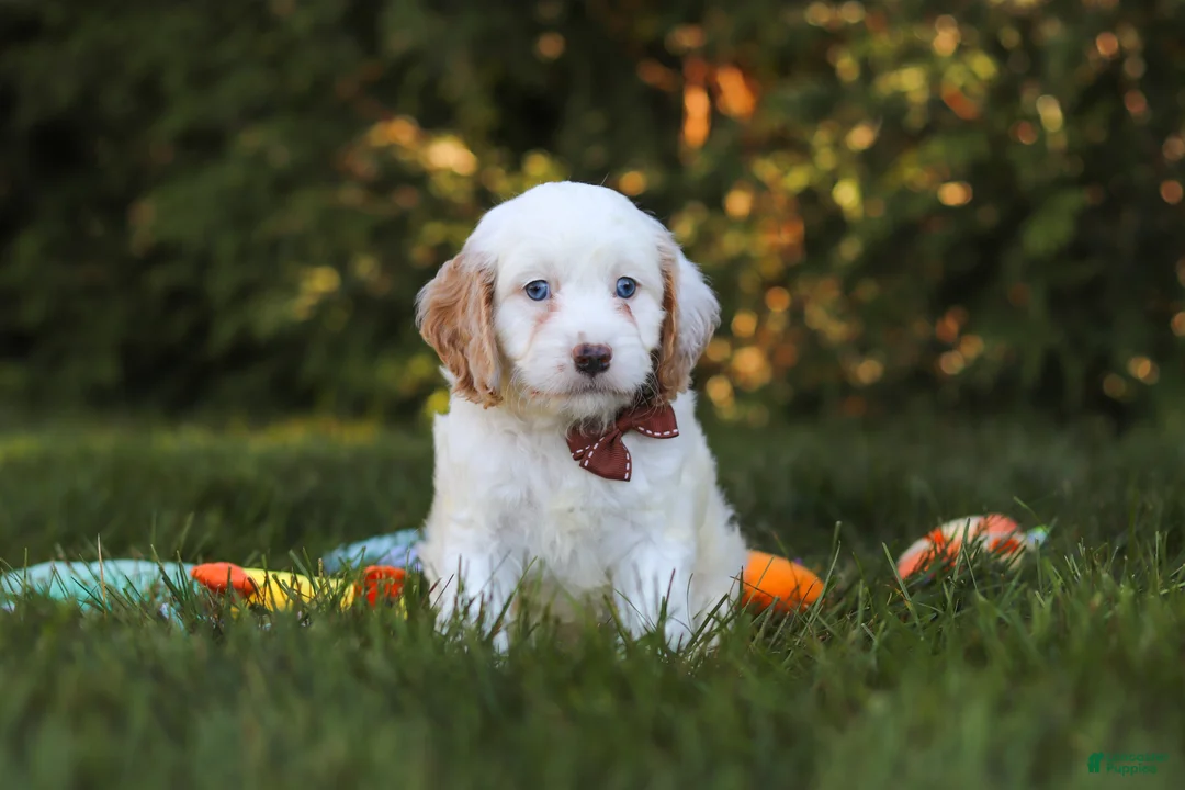 Cavapoo dogs for sale: Irving  - Ad 1
