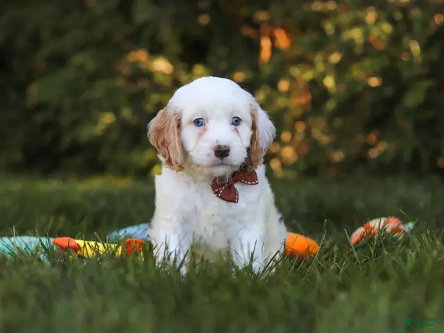 Cavapoo dogs for sale: Irving (Two Blue eyes) - Ad 2