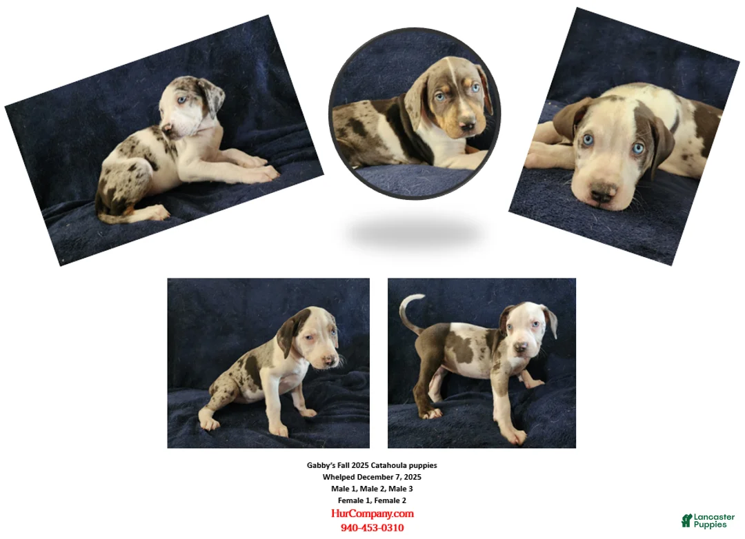 Catahoula Leopard Dog dogs for sale: Gabby F2025 M3 Catahoula puppy - Ad 29